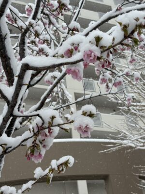 大阪梅田･北新地エリア メンズ脱毛サロンVEALIS ブログ写真